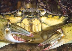 Shore crab.
Aughrusmore Pier, Connemara.
D200 60mm. by Mark Thomas 